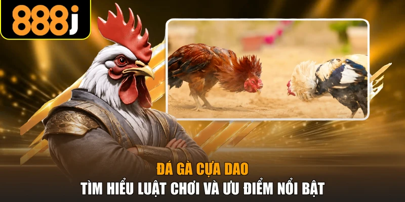 Đá gà cựa dao
